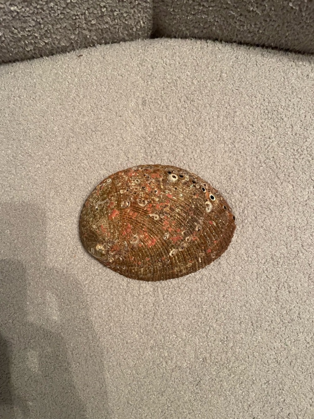 Natural Abalone Shell - Picture 3 of 3